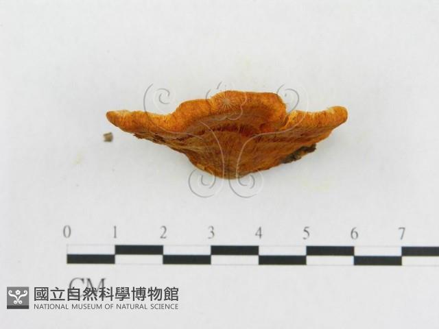 登錄號:F0007080藏品圖，第4張