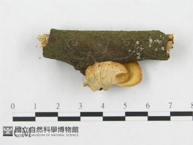 登錄號:F0015080藏品圖，第4張