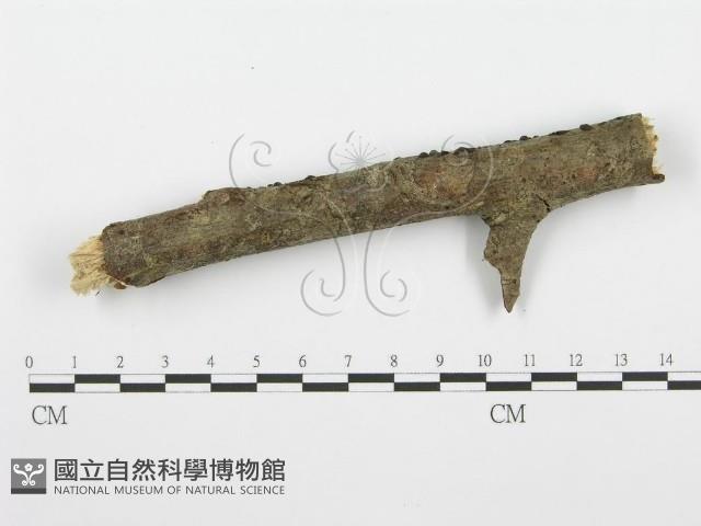 登錄號:F0001380藏品圖，第4張