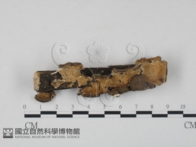 雲芝藏品圖，第4張