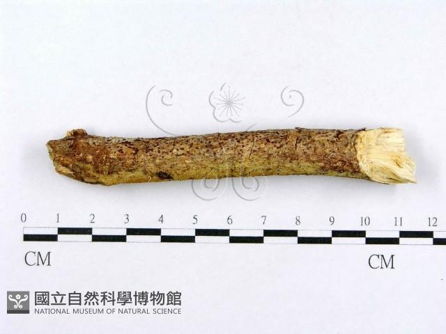 射脈菌屬藏品圖，第4張
