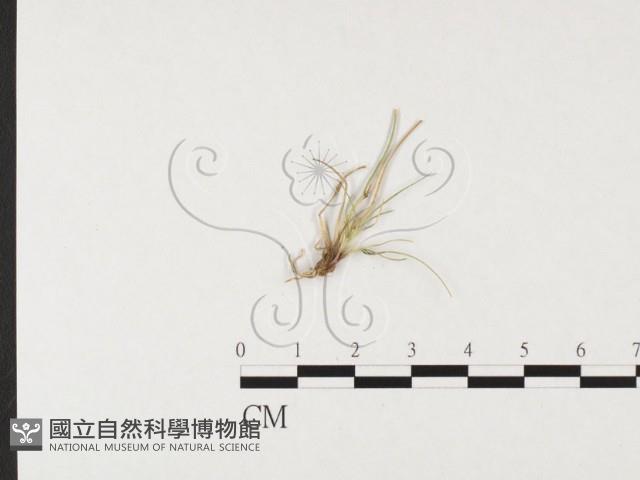 登錄號:F0026296藏品圖，第4張