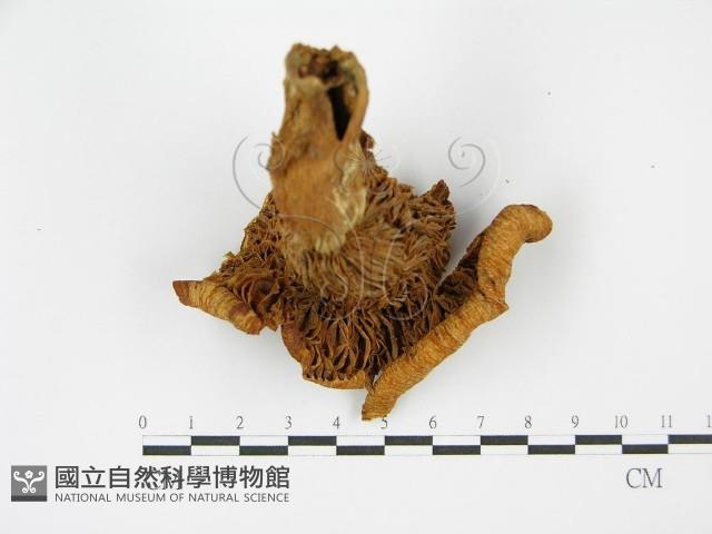 登錄號:F0014296藏品圖，第4張