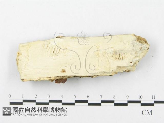 登錄號:F0012296藏品圖，第4張