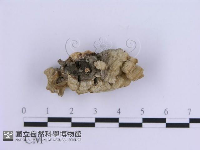 登錄號:F0007296藏品圖，第4張