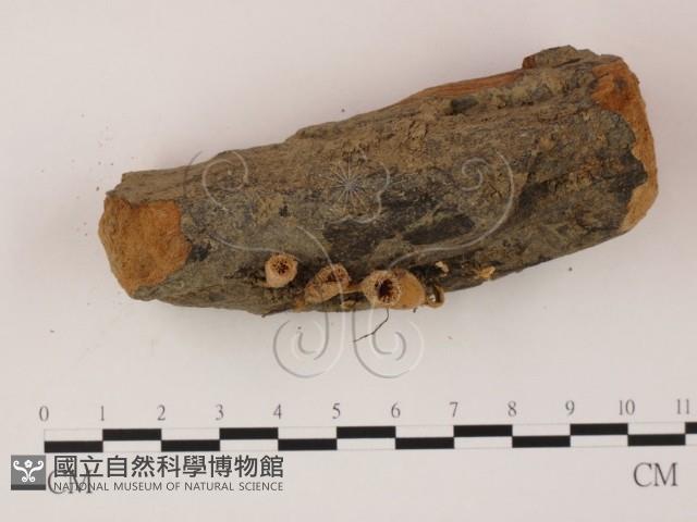 登錄號:F0005296藏品圖，第4張