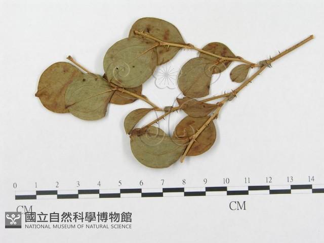 登錄號:F0019296藏品圖，第4張