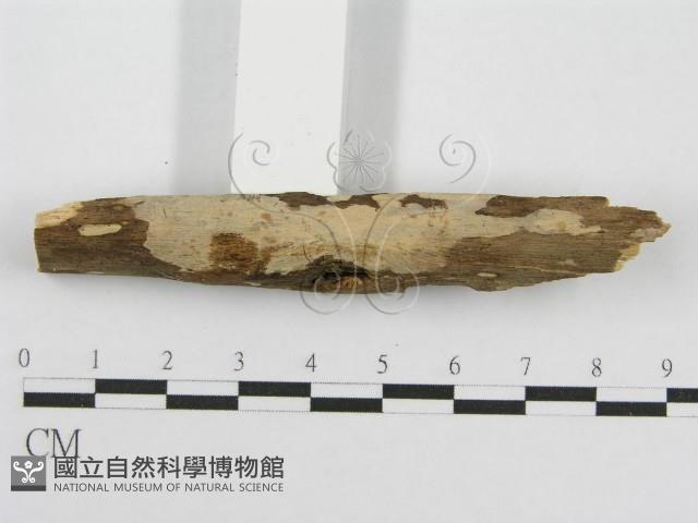 筍殼菌屬藏品圖，第4張