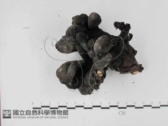 登錄號:F0012896藏品圖，第4張