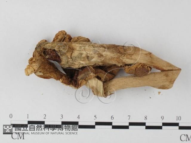 登錄號:F0010996藏品圖，第4張