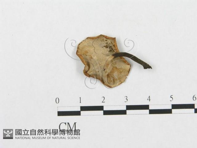 登錄號:F0001996藏品圖，第4張