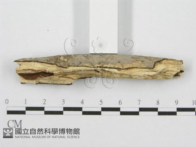 筍殼菌屬藏品圖，第4張