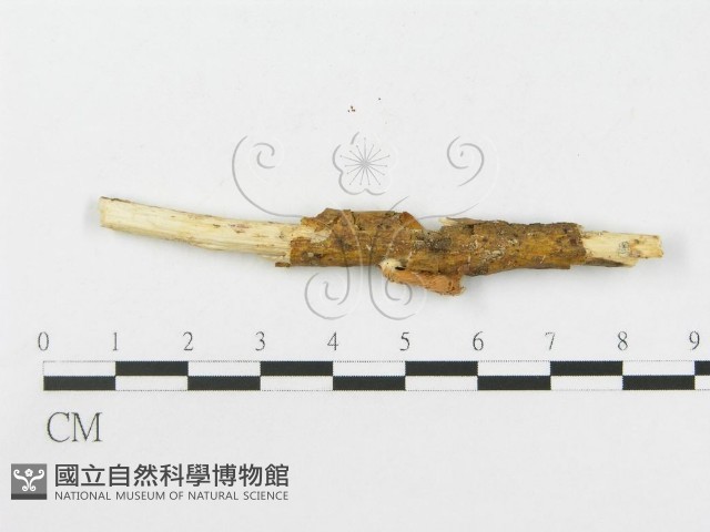 側耳屬藏品圖，第4張