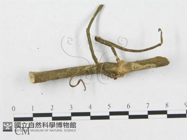 多孔菌屬藏品圖，第4張