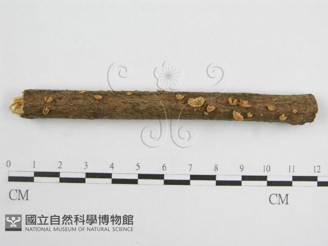 微皮傘屬藏品圖，第4張