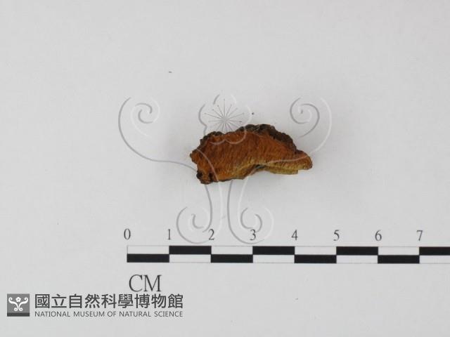 登錄號:F0009496藏品圖，第4張