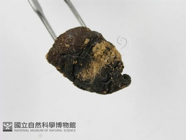 登錄號:F0003496藏品圖，第4張