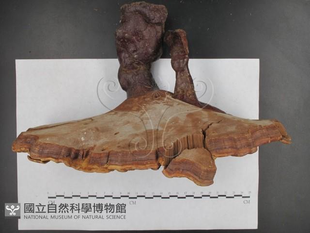 登錄號:F0012796藏品圖，第4張