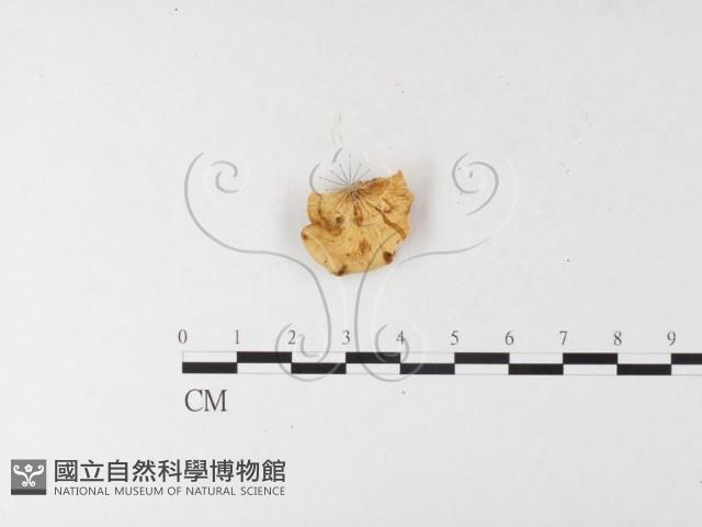 登錄號:F0026196藏品圖，第4張
