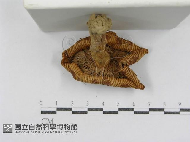 登錄號:F0011196藏品圖，第4張