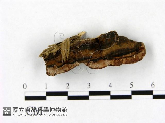 登錄號:F0015196藏品圖，第4張