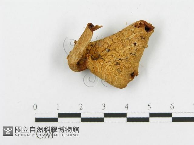 登錄號:F0008096藏品圖，第4張