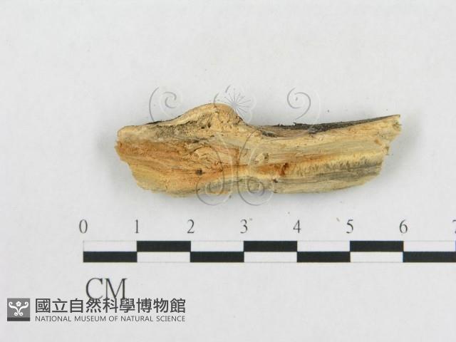 登錄號:F0001096藏品圖，第4張
