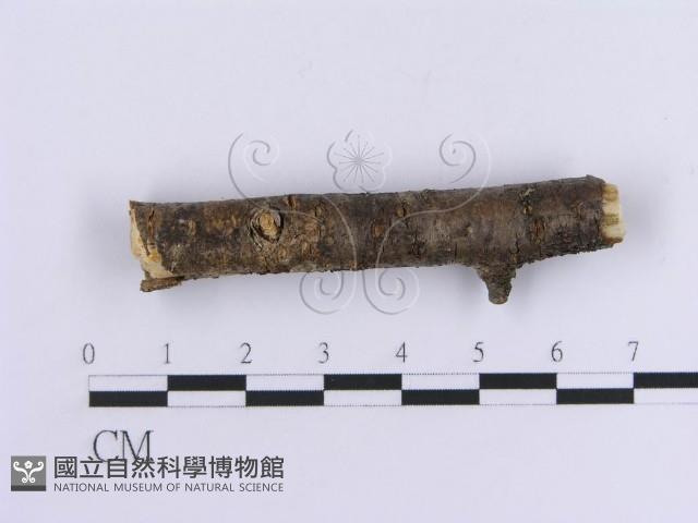 登錄號:F0012096藏品圖，第4張