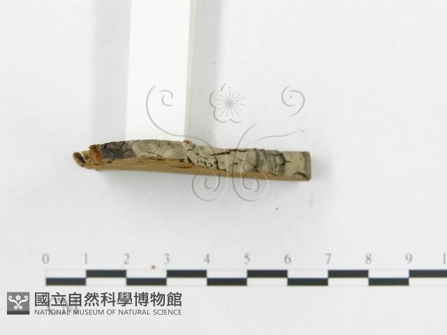 登錄號:F0011396藏品圖，第4張