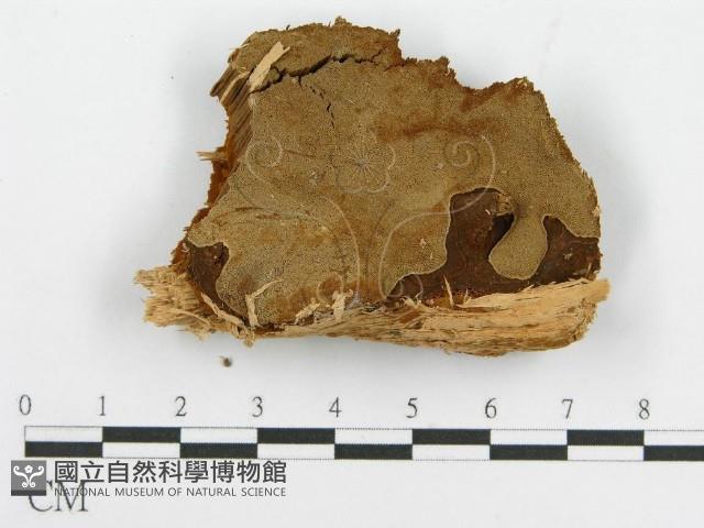 登錄號:F0017396藏品圖，第4張