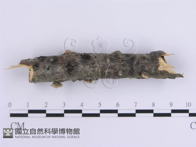登錄號:F0015396藏品圖，第4張