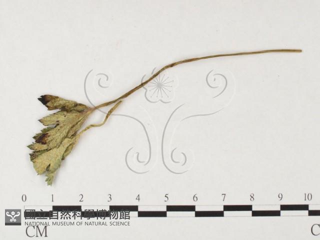 登錄號:F0026286藏品圖，第4張