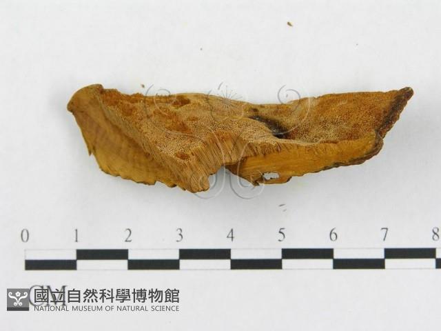 登錄號:F0006286藏品圖，第4張