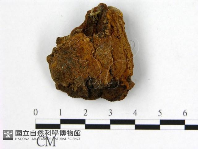 登錄號:F0017286藏品圖，第4張