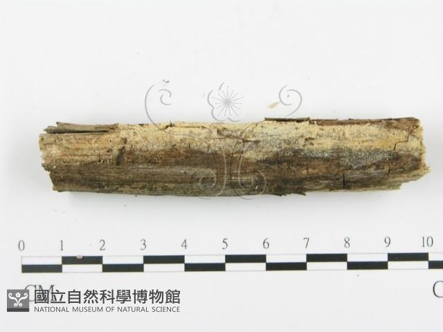 登錄號:F0009286藏品圖，第4張