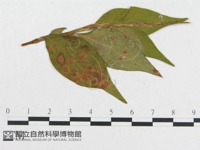登錄號:F0019286藏品圖，第4張