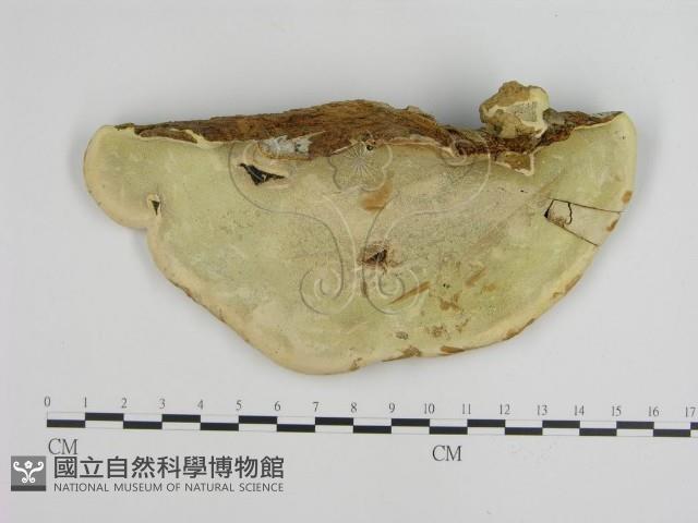 登錄號:F0015886藏品圖，第4張