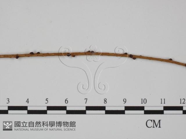 登錄號:F0018986藏品圖，第4張