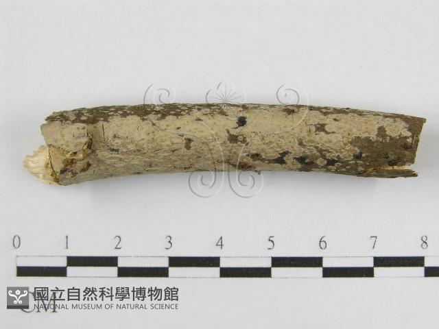 登錄號:F0011986藏品圖，第4張