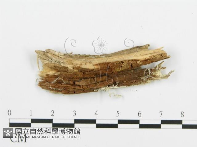 登錄號:F0004986藏品圖，第4張