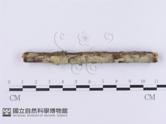 登錄號:F0002986藏品圖，第4張
