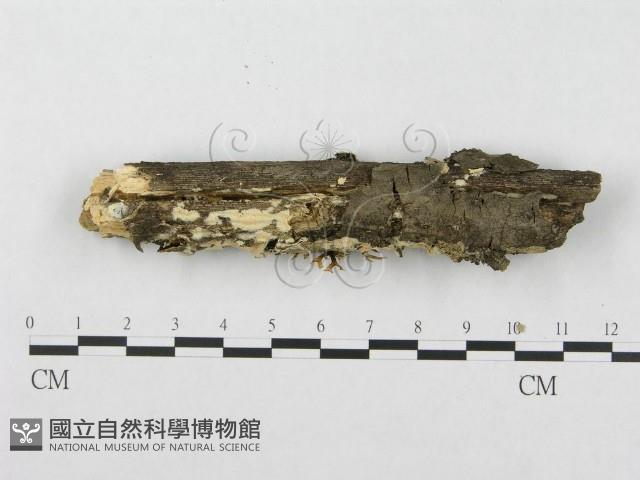 登錄號:F0003986藏品圖，第4張