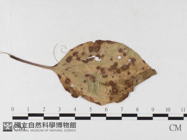 登錄號:F0026486藏品圖，第4張