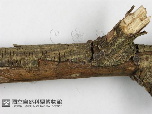 登錄號:F0007486藏品圖，第4張