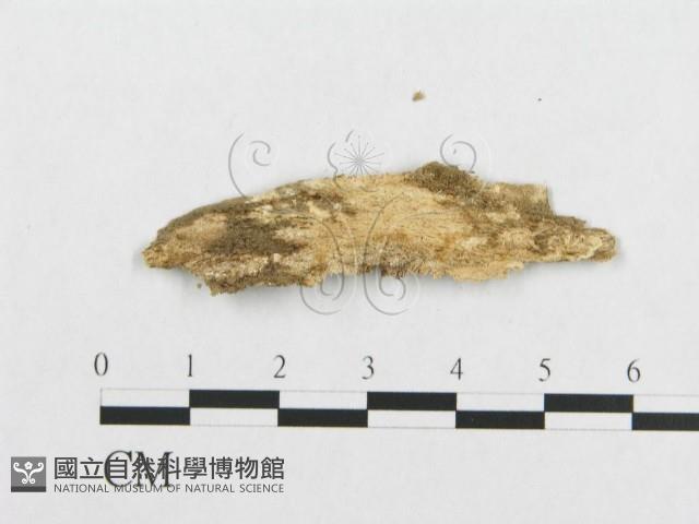 登錄號:F0017486藏品圖，第4張