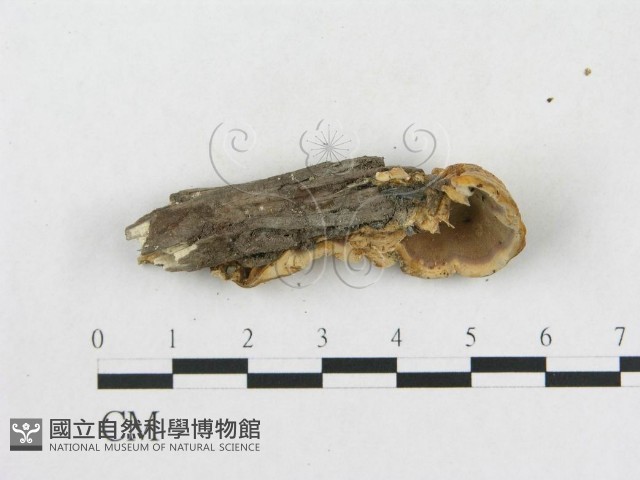 登錄號:F0015486藏品圖，第4張