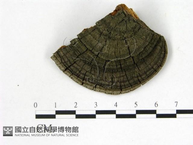 登錄號:F0015786藏品圖，第4張