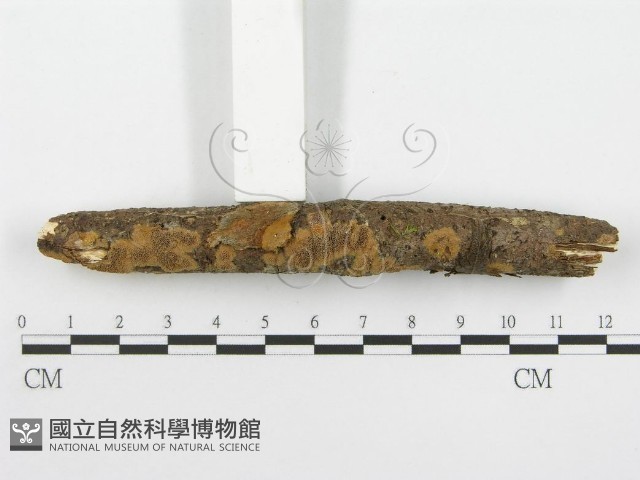 登錄號:F0013786藏品圖，第4張