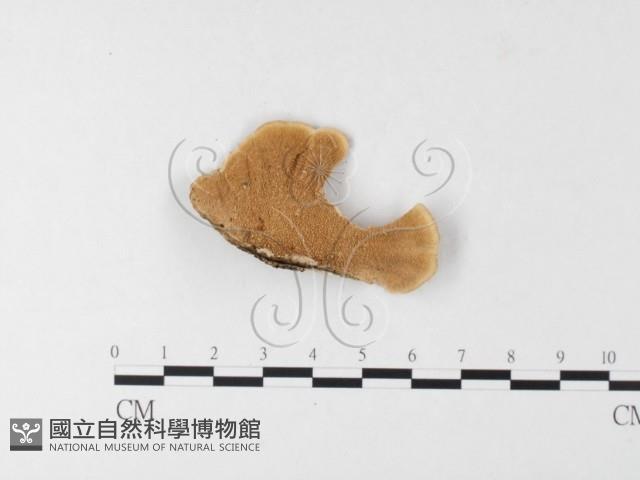 雲芝藏品圖，第4張