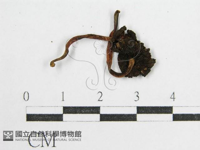 鬼傘屬藏品圖，第4張